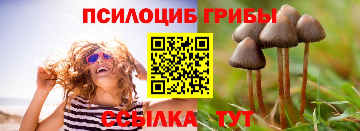 Галлюциногенные грибы Psilocybine cubensis Белгород